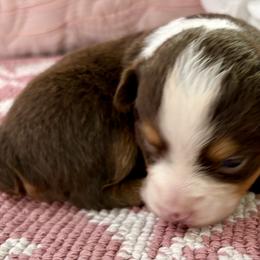 Miniature Australian Shepherd and Toy Australian Shepherd Puppies from Tonia Johnson's Toy and Miniature Australian Shepherds