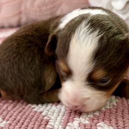 Miniature Australian Shepherd and Toy Australian Shepherd Puppies from Tonia Johnson's Toy and Miniature Australian Shepherds