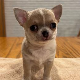 Mister Twister - Blue fawn male Chihuahua puppy in Michigan from Fanciful Thrills Kennel