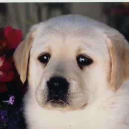 Labrador Retriever Puppies from Caerleon Ranch