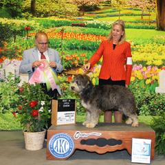 Barbado da Terceira puppies from Os Reis Barbado da Terceira and Runway Papillons