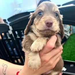 AC Slater 4,000 - Chocolate and cream male Dachshund puppy in Perris, California from The Dach House