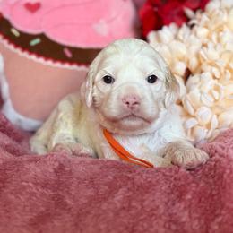 Winnie - Cream female Australian Labradoodle puppy in Citrus Heights, California from Elite Blend Labradoodles