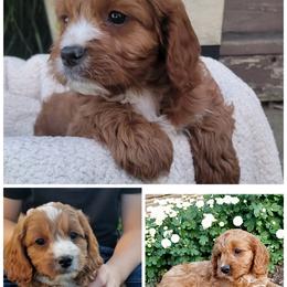 Cavapoo puppies from DoodleForever
