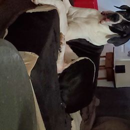 Atlas - Great Dane