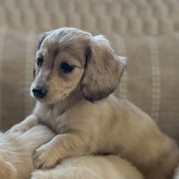 Maisee - Cream female Dachshund puppy in Valley Springs, California from Renberg's Elite Dachshunds