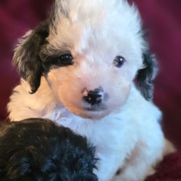 Prancer - Black and white female Cockapoo puppy in Stillwater, Oklahoma from Cowboy Country Cockapoos