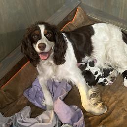 English Springer Spaniel puppies from Desert Shadow Springers