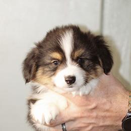 Benjamin - Black and tan male Pembroke Welsh Corgi puppy in South Otselic, New York from Ridge Top Corgis