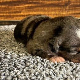 Boy 4 - Blue merle male Miniature Australian Shepherd puppy in Sulphur, Louisiana from Triple J Aussies and Corgis