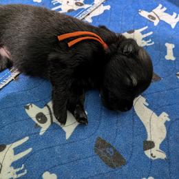 Orange boy - Orange male German Spitz puppy in Detroit, Michigan from Legacy Kennels Michigan