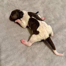 Pumpkin - Parti female Poodle puppy in Piqua, Kansas from Legacy Farms Standard Poodles