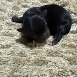 Peewee Herman - Black and tan male Yorkshire Terrier puppy in Houston, Texas from Little things