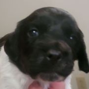 Female 4 - Black and white female French Brittany puppy in New Florence, Pennsylvania from Laurel Furnace Bretons