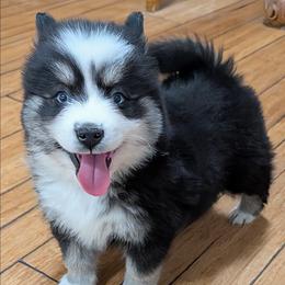 DxKg1 - Tri-color female Pomsky puppy in Charlotte, Michigan from Moore Pomskies
