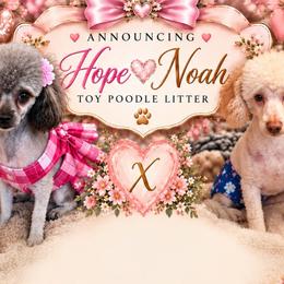 Poodle puppies from Sonshine Yorkies, Poodles, & Yorkiepoos