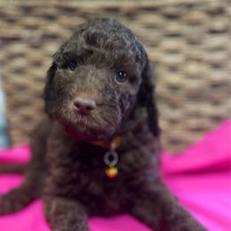 Caroline - Chocolate female Goldendoodle puppy in Willacoochee, Georgia from Kitandkboodle's Doodles