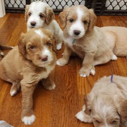 Labradoodle Puppies from Tyson's Farm Doodles