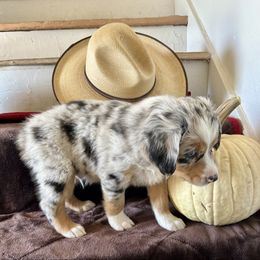 Boyd - Blue merle male Australian Shepherd puppy in Scottsdale, Arizona from B & T's Aussies & Aussie Doodle's