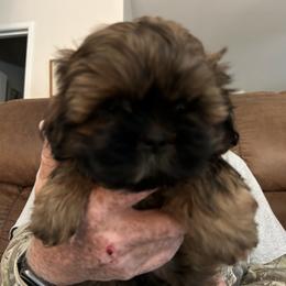 Shih Tzu Puppies from Prestige Shih Tzu Family