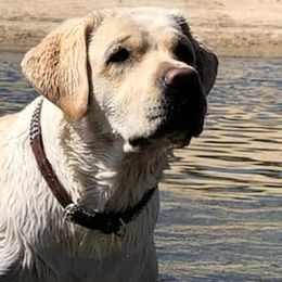 Labrador Retrievers from GoFetchLabs
