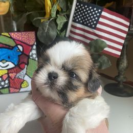 Girl 2 Sweet Mila 🩷🌟 - Shih Tzu puppy from "Shihtzu Best Friend"