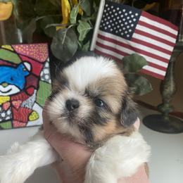Girl 2 Sweet Mila 🩷🌟 - Shih Tzu puppy from "Shihtzu Best Friend"
