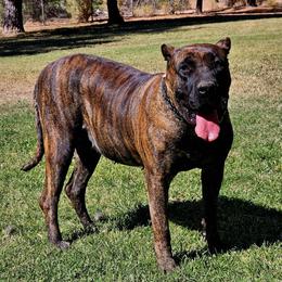 Perro de Presa Canario Puppies from Mesquite Creek Kennels