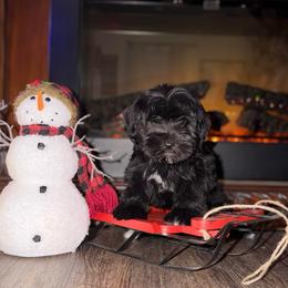 Joy - Black female Miniature Schnauzer puppy in Stuart, Iowa from Johnson Family Corgis and more