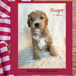 Girl 2 - female Goldendoodle puppy in North Conway, New Hampshire from Arbor Grace Doodles