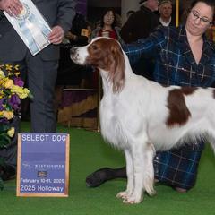 Irish Red and White Setters from Waidman IRWS