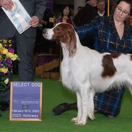 Irish Red and White Setters from Waidman IRWS