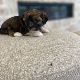 Havanese and Havapoo Puppies from Ladypawspuppies