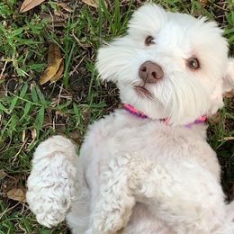 Miniature Schnauzers from Bella's Mini Schnauzers