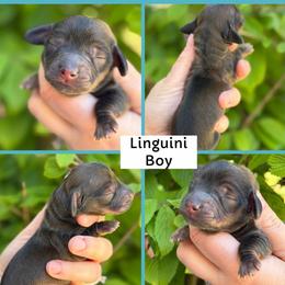 Linguini - Red male Dachshund puppy in Paw Paw, Michigan from Mulberry Meadow Farms