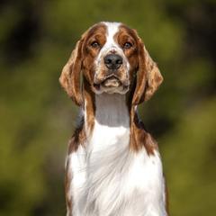 Norton - Welsh Springer Spaniel