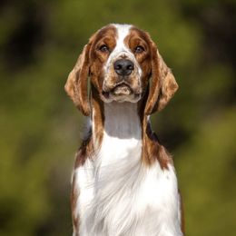 Norton - Welsh Springer Spaniel