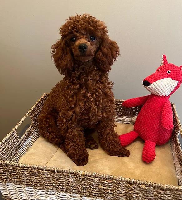 Coasta J’s Toy Poodles in Alabama Poodle puppies Good Dog