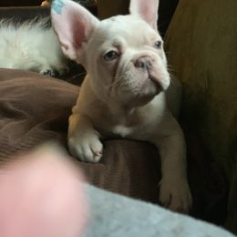 French Bulldog Puppies from De Lux Frenchies