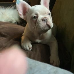 French Bulldog Puppies from De Lux Frenchies