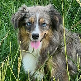 Little One - Toy Australian Shepherd
