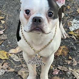 Boston Terriers from Bando's Bostons