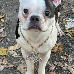 Boston Terriers from Bando's Bostons