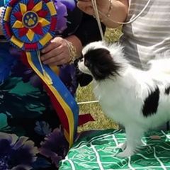 Japanese Chins from O’Cuana Japanese Chin