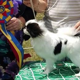 Japanese Chins from O’Cuana Japanese Chin