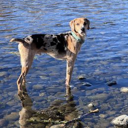 Catahoula Leopard Dogs from Cottonwood Creek Catahoula’s