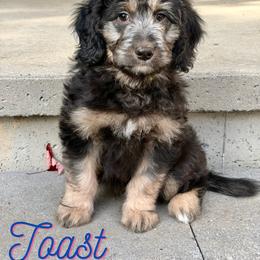 Toast - Sable male Aussiedoodle puppy in Ellenburg Center, New York from Kristin's Puppies