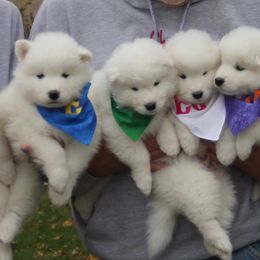 Puppies from El Samoyeds