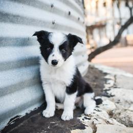 Border Collie and Maremma Sheepdog Puppies from 2J 2K Border Collies