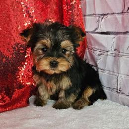 Portia - Blue and gold female Yorkshire Terrier puppy in Monticello, Iowa from Ashley’s Puppies